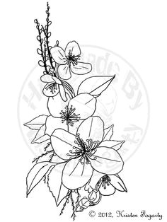 jasmine flower drawings related keywords suggestions jasmine