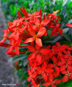 santan flower ixora philippinensis merry santan flower flowers shrub plants santanflower orange redorange star cluster nature naturephotography
