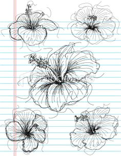 hibiscus flower sketches on notebook paper the artwork and paper are