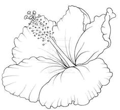 hibiscus flower drawings bing images more hibiscus