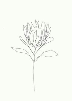 one single line is used to make a delicate flower credit emma ryan protea single line drawing