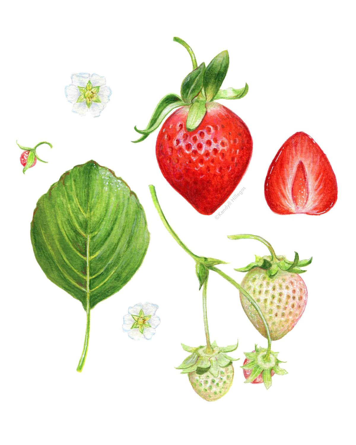 strawberry anatomy botanical illustration by kendyllhillegas