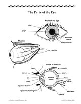 this diagram labels the parts of the human eye senses humanbody science