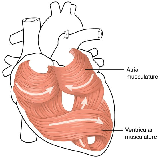 this diagram shows the muscles in the heart