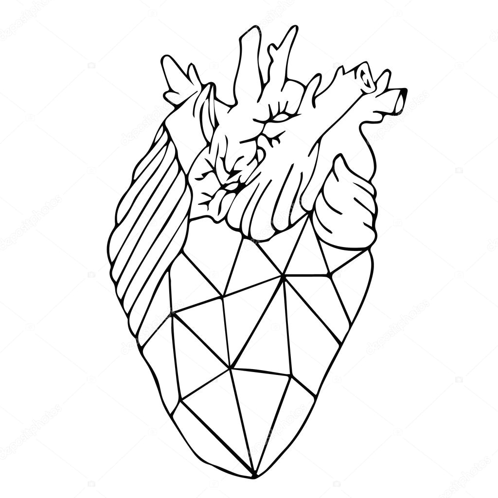 heart anatomy heart organ heart art heart drawing heart design heart art heart abstract heart anatomical heart wektor od elenkafilya94 gmail com