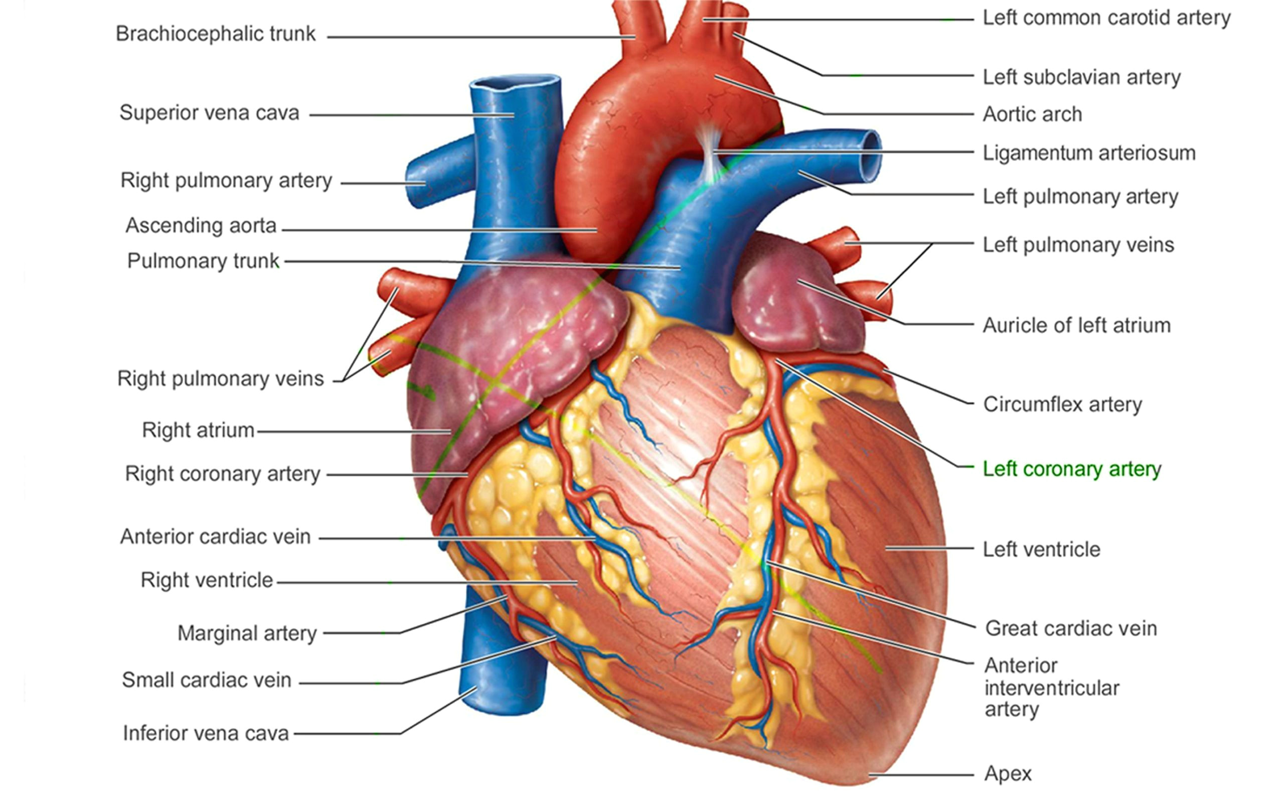 pictures of human heart anatomy anatomy of the human heart 4k ultra hd wallpaper