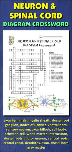 neuron and spinal cord crossword with diagram editable