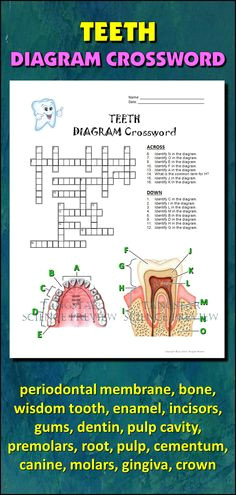 teeth crossword with diagram editable