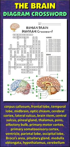 help students learn and remember the parts of the brain using this diagram crossword bonus