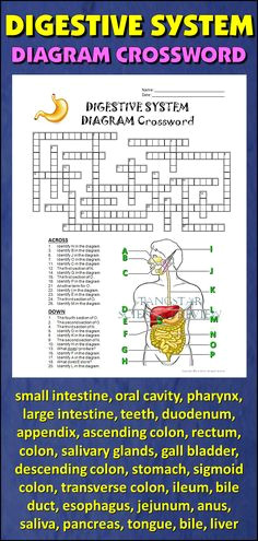 help students learn and remember the parts of the digestive system using this diagram crossword