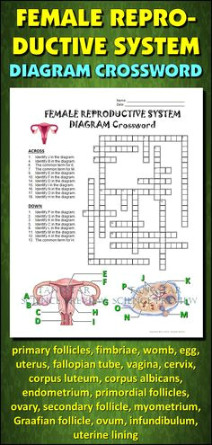 female reproductive system crossword with diagram editable