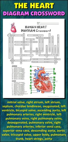 Drawing Of the Heart Crossword 23 Best My Anatomy Images Science Classroom Life Science School