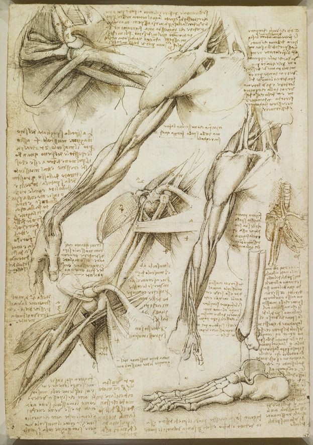 from davinci s anatomical drawings three studies one on a larger scale of a man s right arm and shoulder showing muscles three studies of a right arm