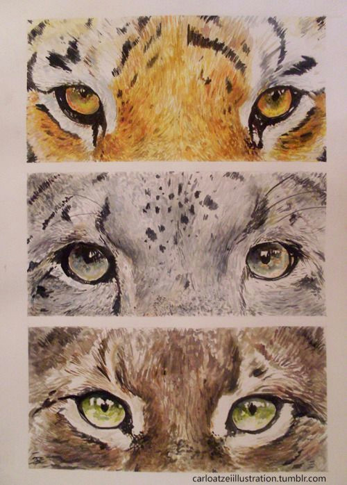 anime lynx and tiger eyes of wild cats siberian tiger snow leopard eurasian lynx