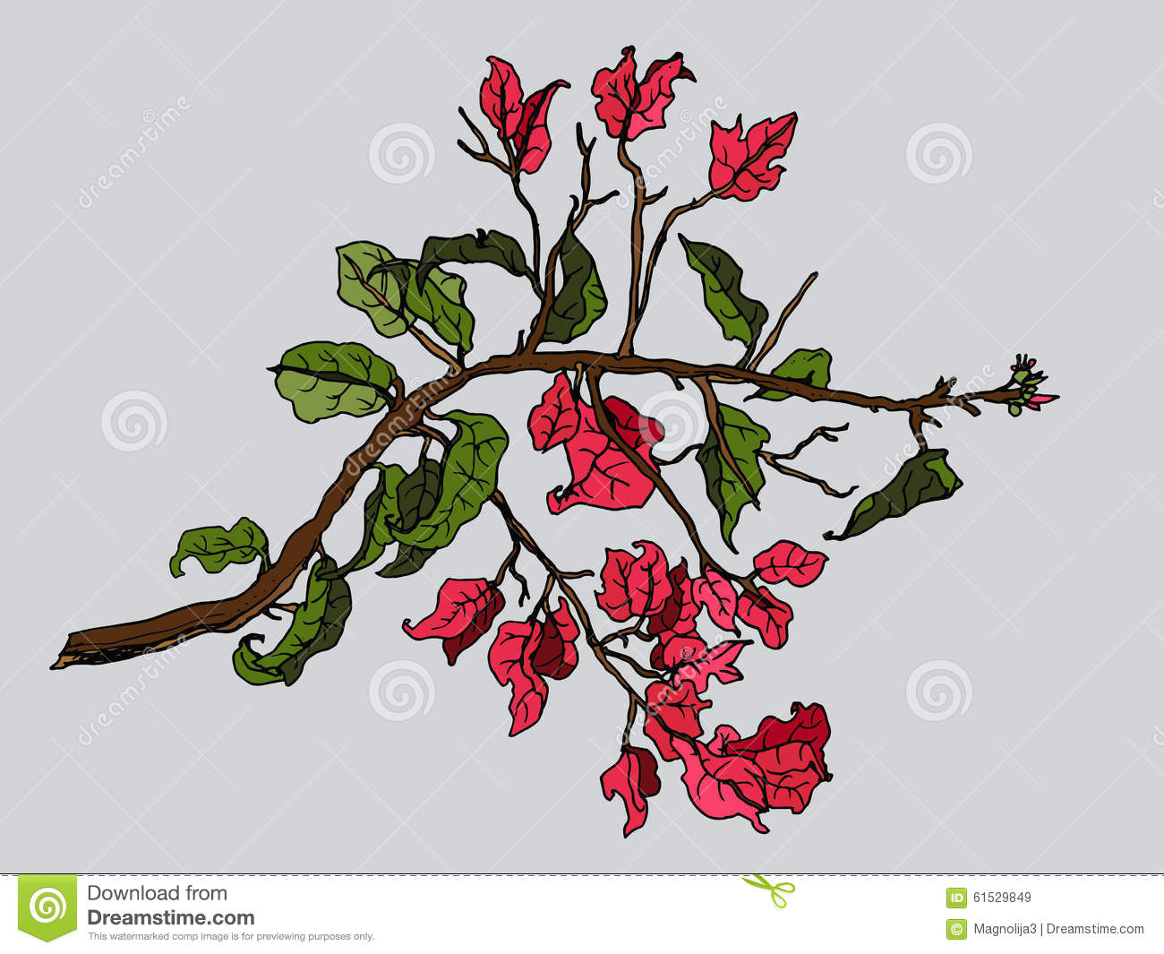 red bougainvillea tropical flower