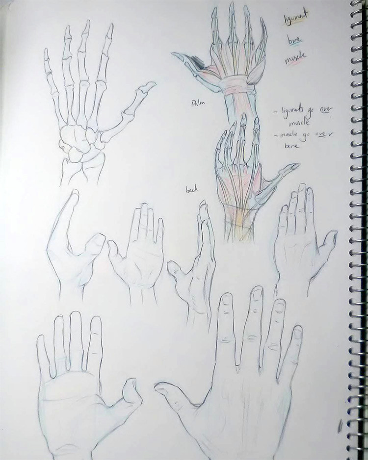 created by thelastbellemovie a drawing the hands and bones