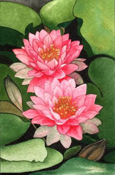 pink lotus flower