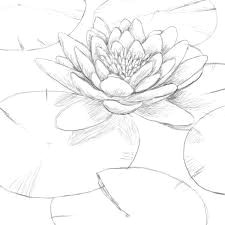 image result for water lily drawing step by step