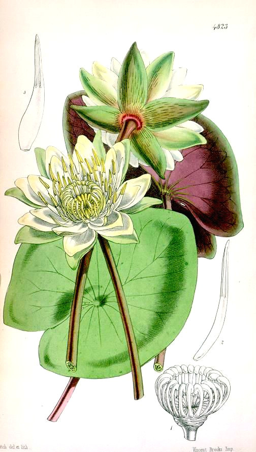 1854 curtis s botanical magazine