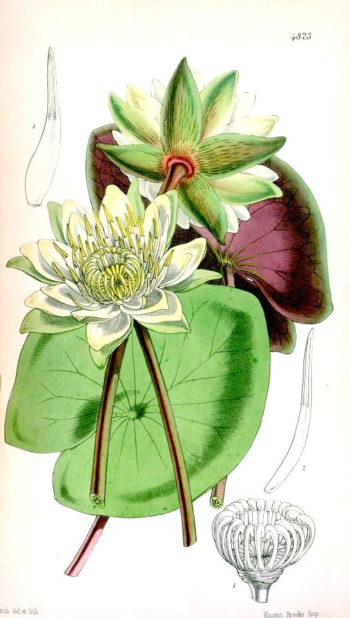 Drawing Of Water Lily Flower N204 W1150 Biology Zoology Pinterest Magazines Botanical