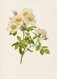 ellen willmott rose prints 1914 from the genus rosa