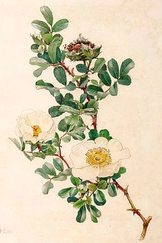 bracteata by alfred william parsons for ellen willmott s the genus rosa pub ekaterina a wild roses