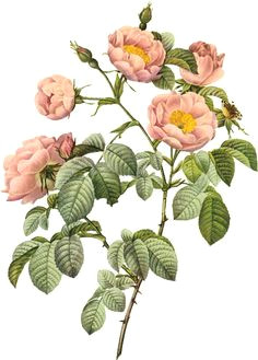 picturing plants and flowers redoute rosa mollissima wild rose