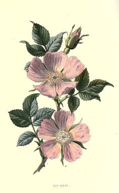 wild rose tattoo idea more