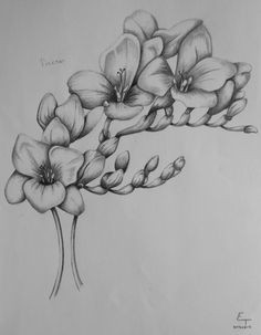 freesia flower drawing august 19 2013 skici tetovana tetovana po cele paa i