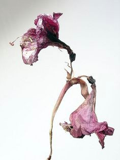 amaryllis 5 dried flowerswilted