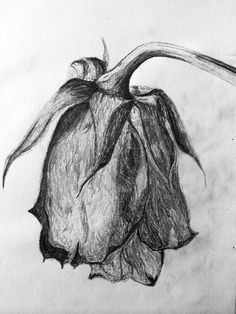 sketch of a wilted rose