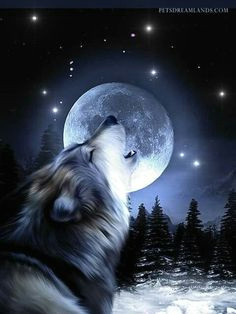 grey wolf howling into starry night