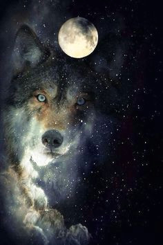 wolf moon beautiful animal espiritual wolf life wolf quotes wolf stuff wild