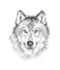 drawings of wolves google search wolf face drawing wolf drawing easy animal drawings