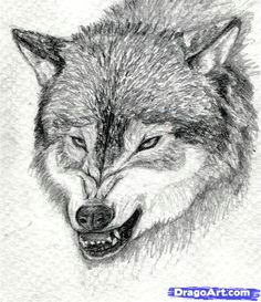how to draw a growling wolf step 15 snarling wolf online drawing drawing techniques