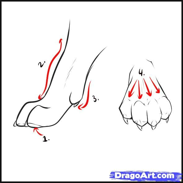 Drawing Of Wolf Step by Step Wolf Drawings Step by Step How to Draw Wolves Step 3 Art Color