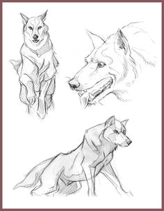 wolf sketches