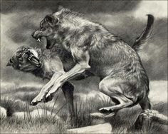 lobos drawing art drawing animals animal drawings pencil drawings art drawings