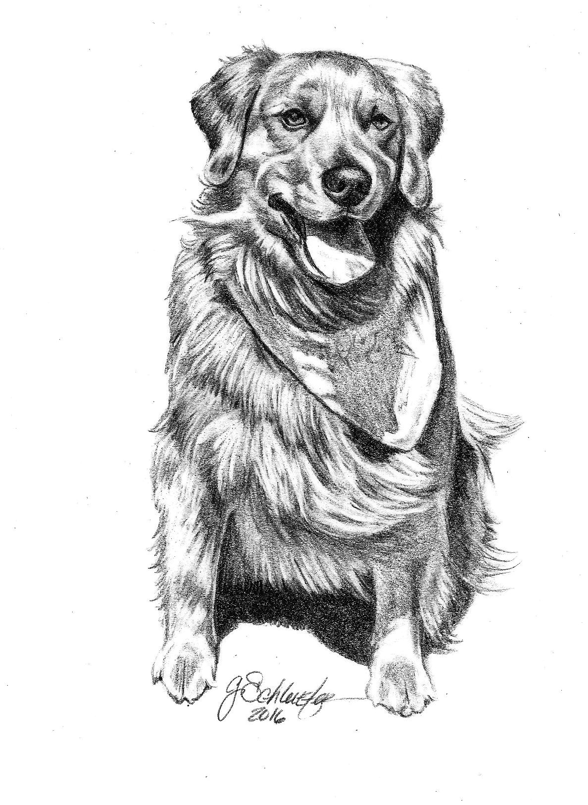 duke the goldenretriever portrait 5x7 portraits for 80 visit http