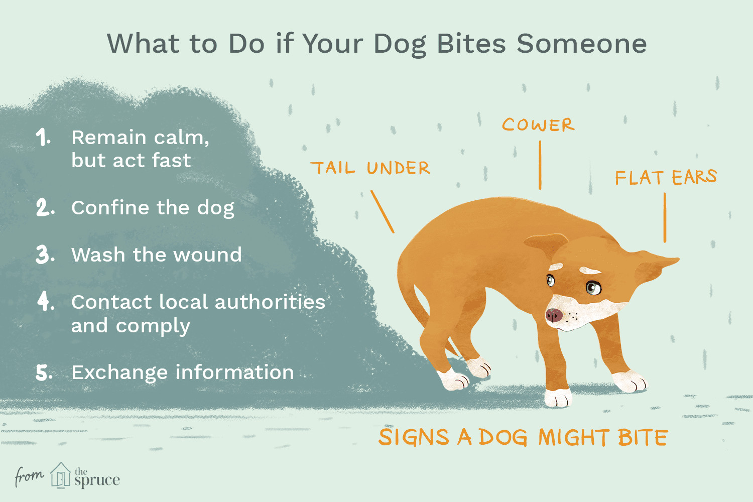 illustration of what to do if your dog bites someone
