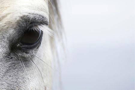 what do eye infections look like in horses