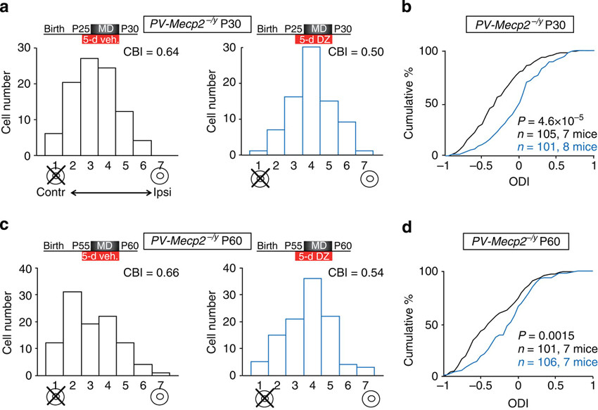 brain infusion of dz rescues od plasticity of pv mecp2a y mice in download scientific diagram