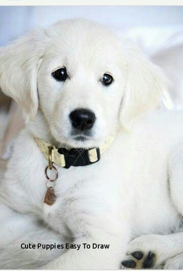 cute puppies easy to draw cute puppy animals pets pinterest of cute puppies easy to draw