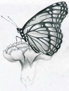 butterfly drawing sitting on flower in pencil black and white pencil sketches now observe and select first the darkest black parts on the wings and