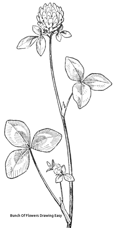 bunch of flowers drawing easy how to draw clover blossoms a flower drawing tutorial of bunch