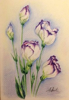 colored pencil drawings of flowers this summer is really hot hot hot