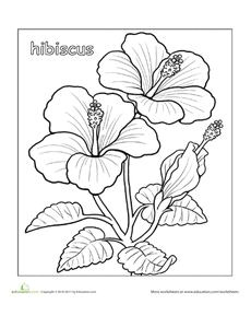 hibiscus coloring page