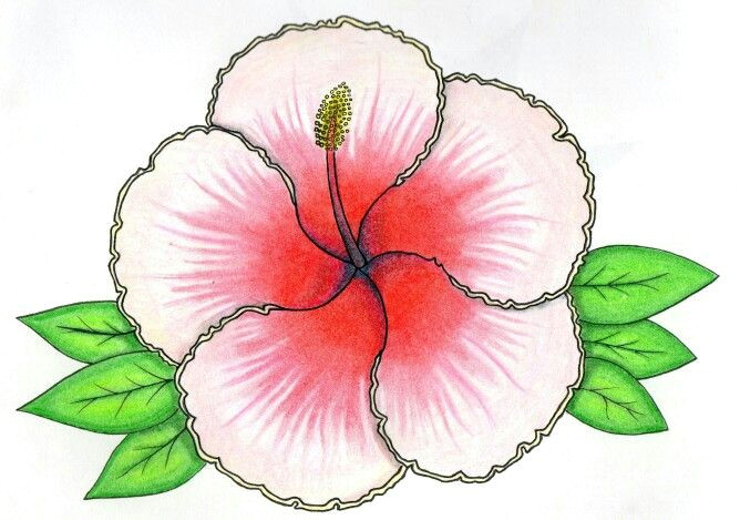 hibiscus flower drawing