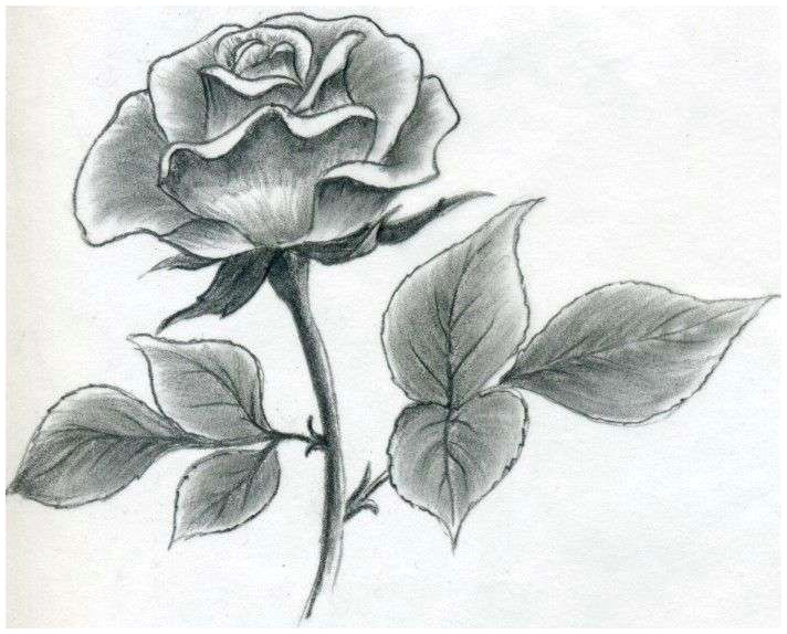 nice flowers to draw awesome s s media cache ak0 pinimg originals 89 0d 6b drawing roses