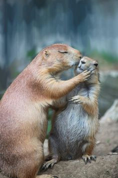 animals that are kind to eachother prairie dogsdog